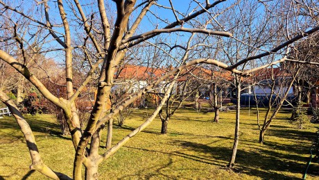 Márciusi feladatok a kertben - egyre népszerűbb a biológiai növényvédelem